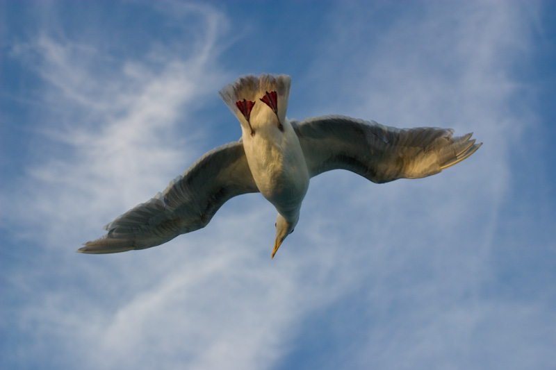 Glaucous-Winged Gull In Flight